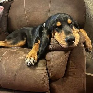 Meet your Posher, Desi